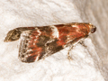 Acrobasis marmorea